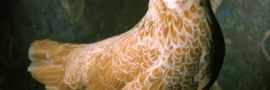 fowl1