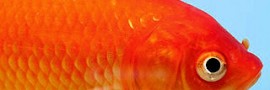 wistiti57_1286607346-poisson-rouge-classique