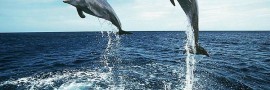 Dauphin_8